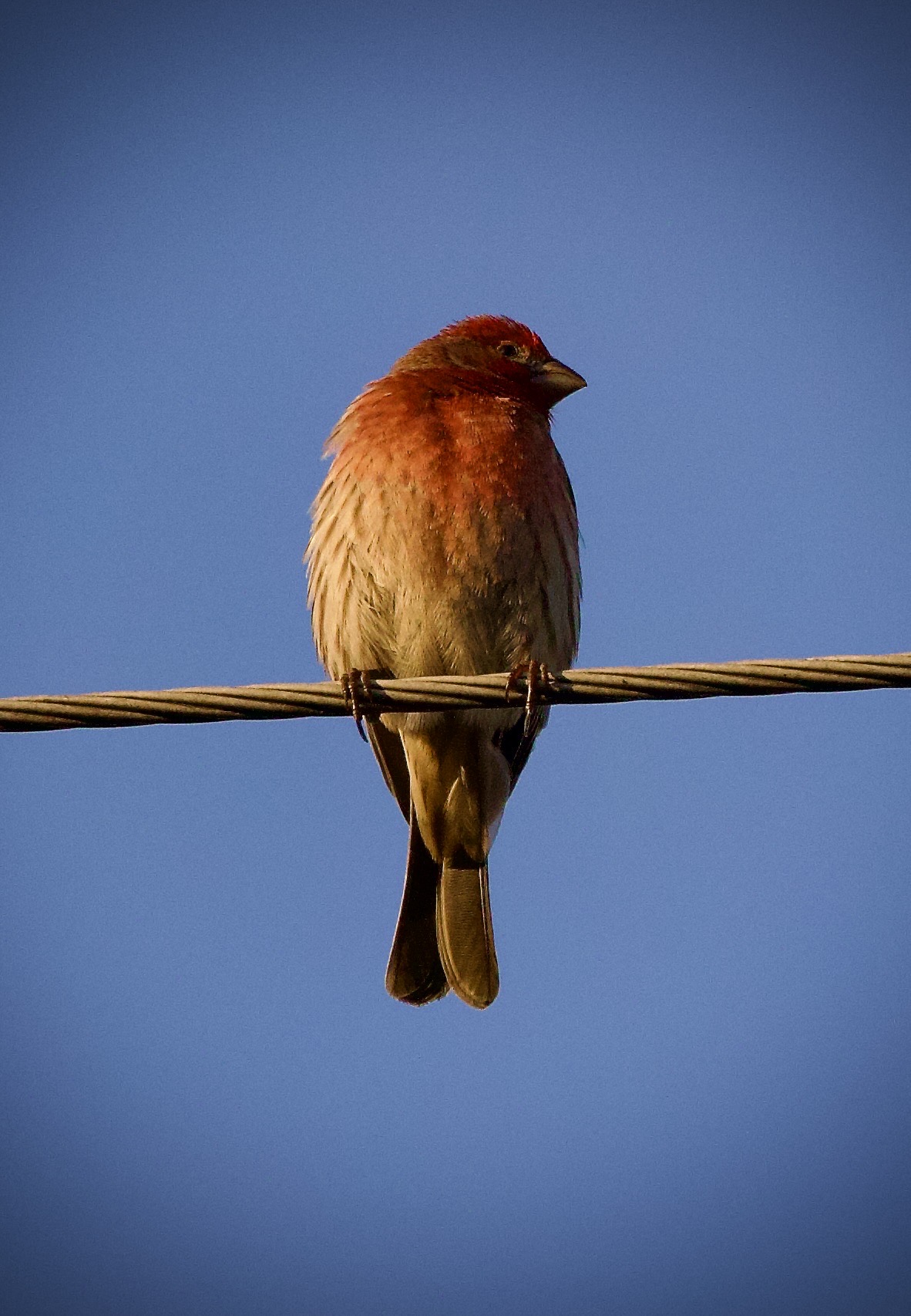 House finch